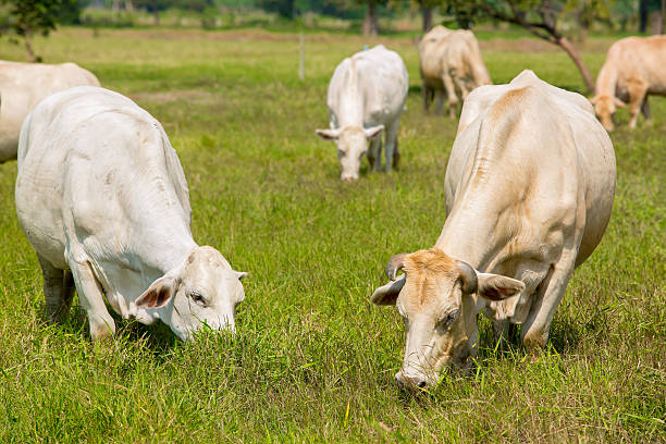 istock Cows grazing on a green summer meadow 462784257