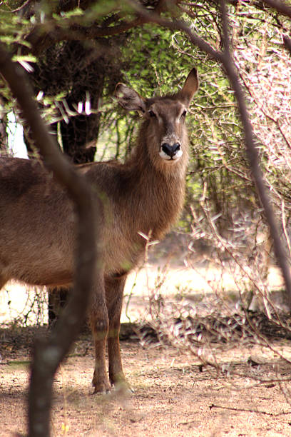 istock Alert Waterbuck Listening 462784519