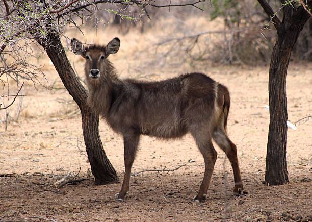 istock Alert Waterbuck Listening 462784587