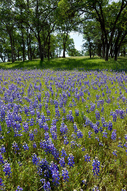 istock Lupines on Country Landscape 462784705