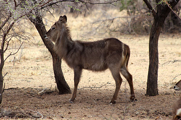 istock Alert Waterbuck Listening 462784875