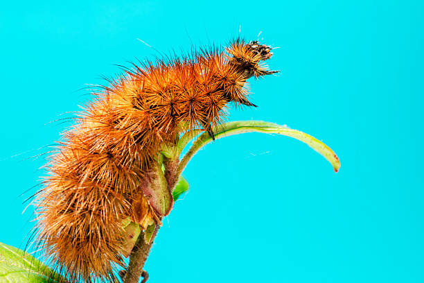 o ruby tigre caterpillar (phragmatobia fuliginosa) - fuliginosa - fotografias e filmes do acervo