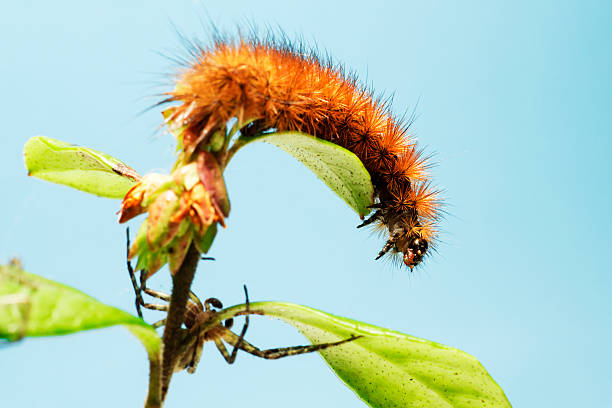 o ruby tigre caterpillar (phragmatobia fuliginosa) - fuliginosa - fotografias e filmes do acervo
