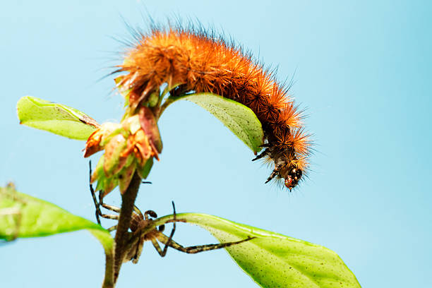 ruby тигр гусеница (phragmatobia fuliginosa) - fuliginosa стоковые фото и изображения