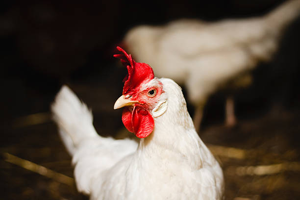 istock White chicken looking out of the barn 462789433