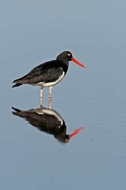 istock Pied oystercatcher, Haematopus longirostris 462789435