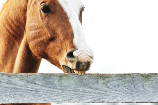 Brown horse biting the wooden fence.