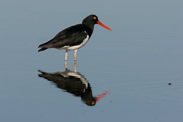 istock Pied oystercatcher, Haematopus longirostris 462789485