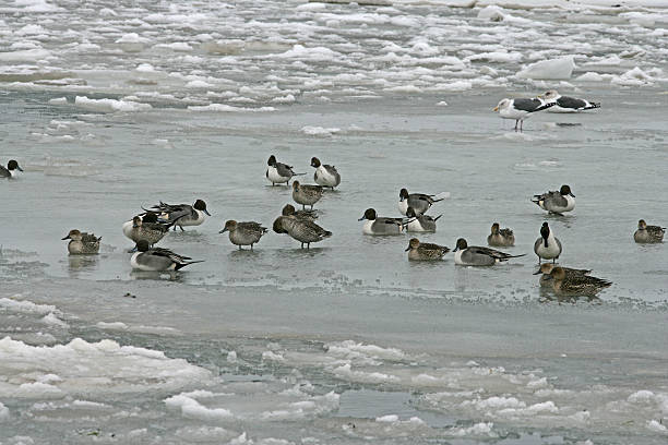 istock Northern pintail, Anas acuta 462790459