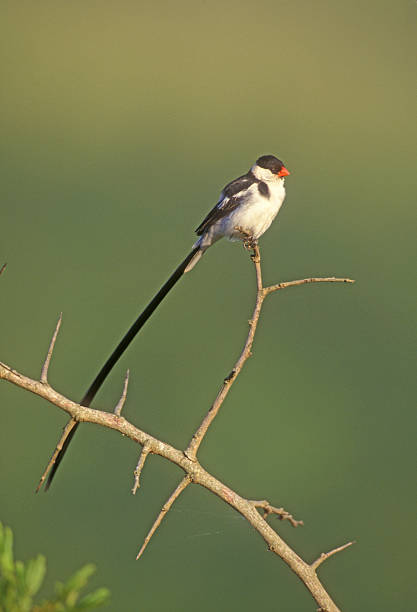 istock Pin-tailed whydah, Vidua macroura 462790633