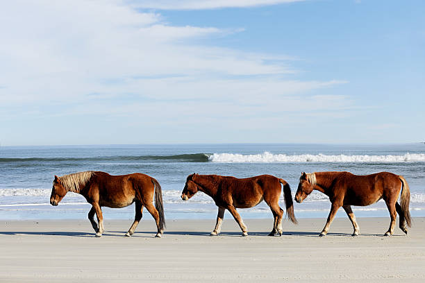 три wild mustangs на пляж - horse animals in the wild water beach стоковые фото и изображения