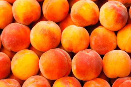 Picking and holding a handful of organic peaches in an orchard