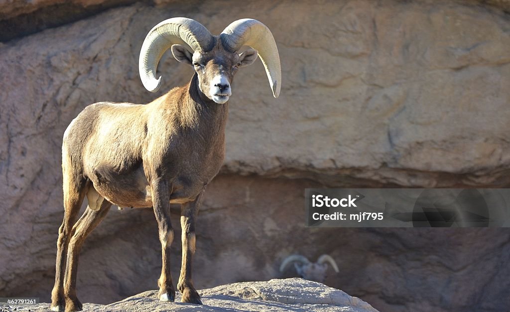 Bighorn Sheep (Ovis canadensis) A male desert Bighorn Sheep (Ovis canadensis) in Tucson, Arizona's Sonoran Desert Arizona Stock Photo