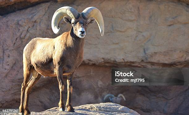 Bighorn Sheep Stock Photo - Download Image Now - Arizona, Tucson, Animal