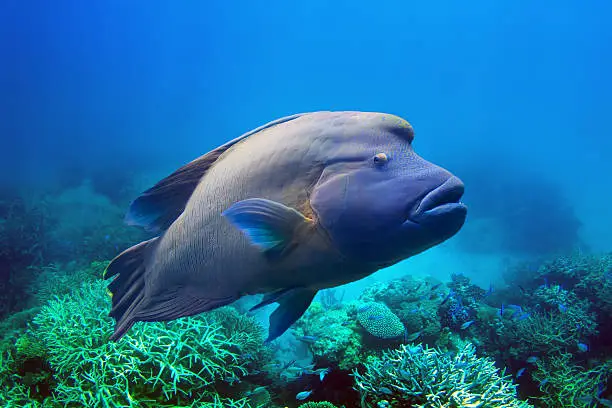 Humphead maori wrasse is a napoleon fish found at the Great Barrier Reef in Australia.