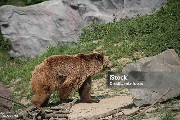 Oso Kodiak Foto de stock y más banco de imágenes de Alaska - Estado de los EE. UU. - Alaska - Estado de los EE. UU., Animal, Animales cazando