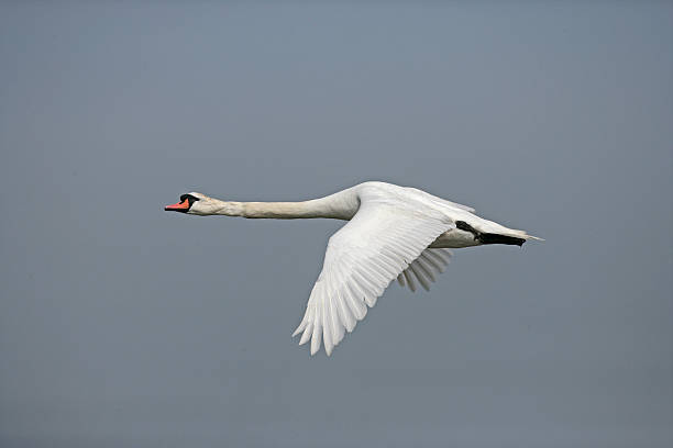 istock Mute swan, Cygnus olor 462795037