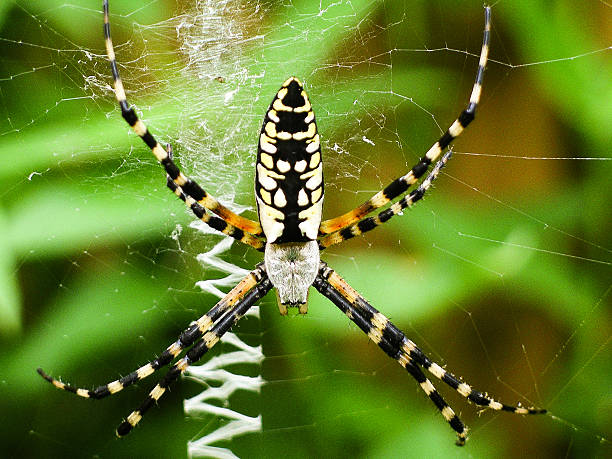 araña - port richey fotografías e imágenes de stock