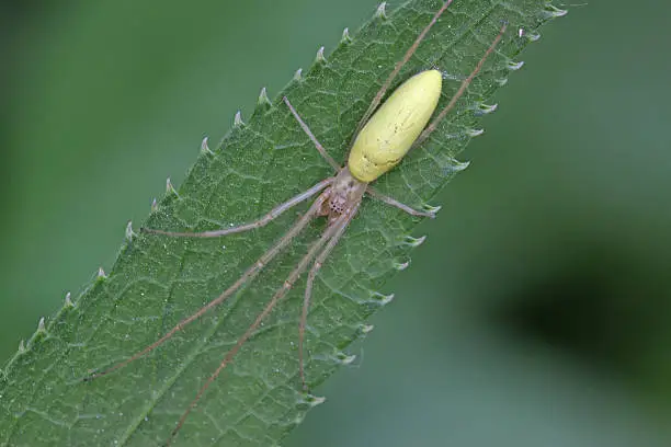 yellow long-legs spider hidden on the leaves, take photos in the natural wild state, Luannan County, Hebei Province, China.