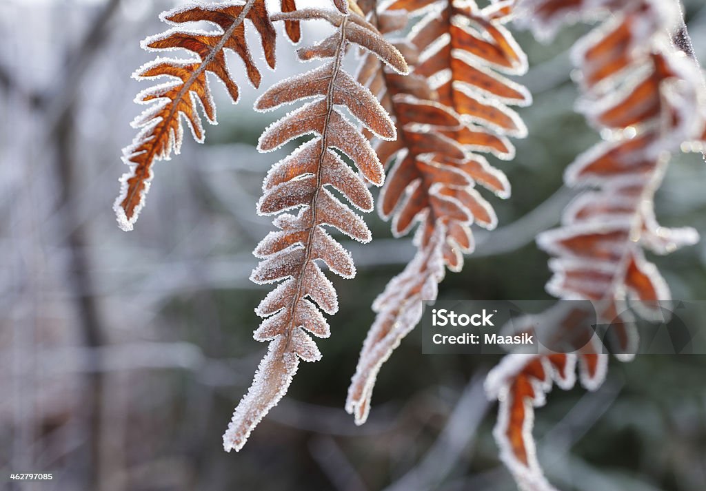 Frosty fern leaf Closeup of a frost-covered fern leaf in forest in sunlight. Focus on one leaf in the middle. Autumn Stock Photo