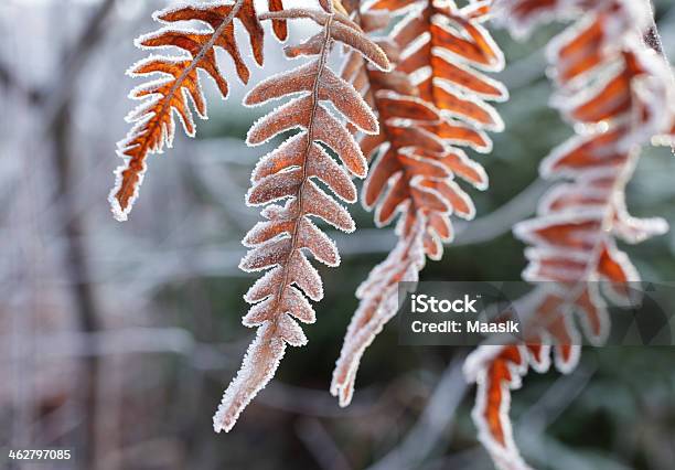 Frosty Fern Leaf Stock Photo - Download Image Now - Autumn, Brown, Close-up