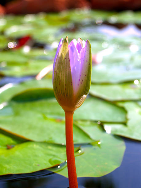 istock Lotus Flower water lily background 462797127