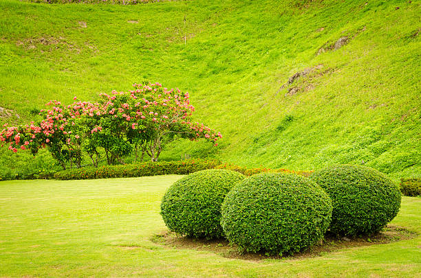 plantas ornamentais árvore tropical - formal garden tropical climate park plant imagens e fotografias de stock