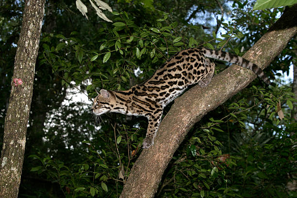 istock Margay or tiger cat, Leopardus wiedii 462799443