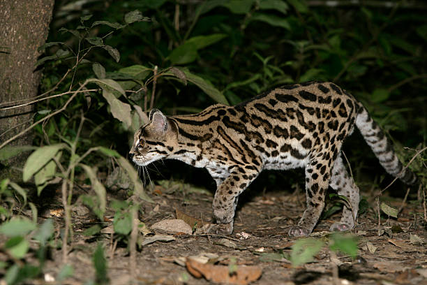 istock Margay or tiger cat, Leopardus wiedii 462799495