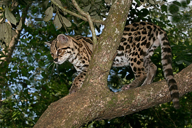 istock Margay or tiger cat, Leopardus wiedii 462799691