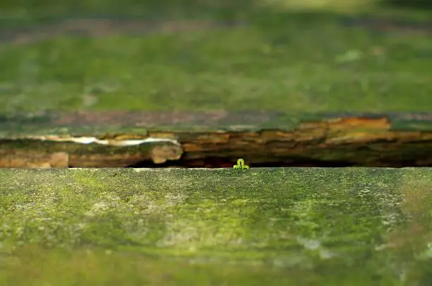 A caterpillar moves slowly on an endless piece of wood covered with moss