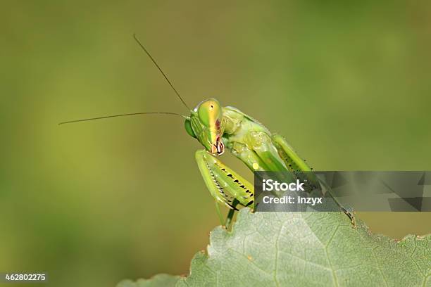 Closeup Of Mantis Stock Photo - Download Image Now - Agricultural Field, Animal, Animal Body Part