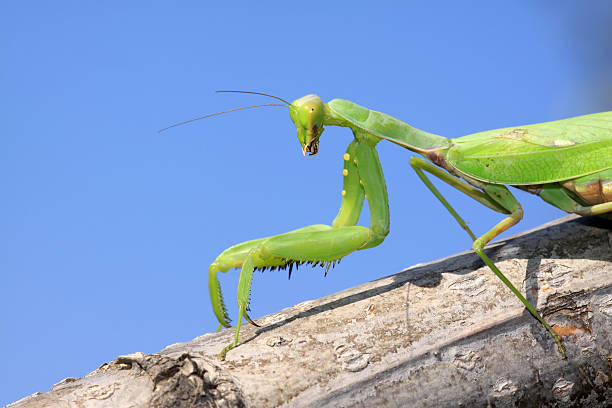istock closeup of mantis 462802295