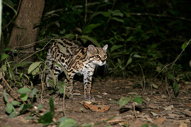 istock Margay or tiger cat, Leopardus wiedii 462802809