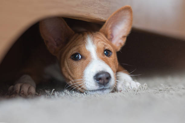 바센지 강아지, 하우스 페트 게임하기 침대 밑 - 바센지 뉴스 사진 ��이미지