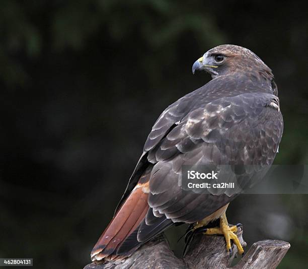 A Parte De Trás Do Búteodecaudavermelha - Fotografias de stock e mais imagens de Búteo-de-cauda-vermelha - Búteo-de-cauda-vermelha, Perfil - Vista Lateral, Animais caçando