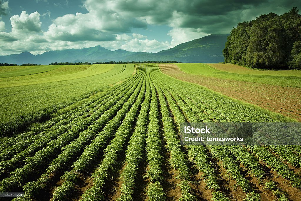 potato field Raw Potato Stock Photo