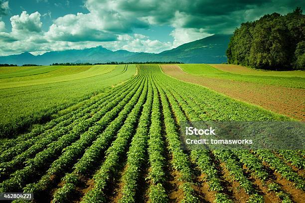 Potato Field Stock Photo - Download Image Now - Raw Potato, Agricultural Field, Farm