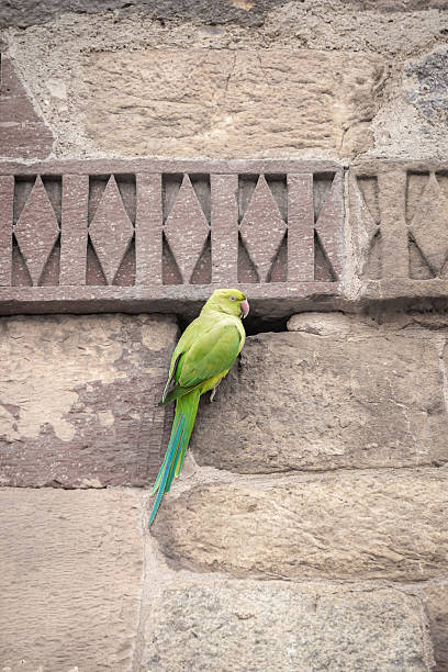 papagaio na parede de qutub minar, new delhi, india - qutub imagens e fotografias de stock