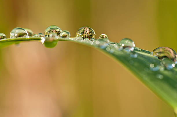 istock Morning dew on blades of grass during sunrise 462806783