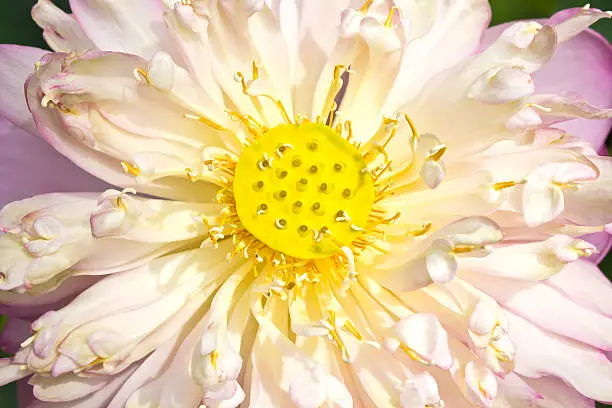 Seeds and lightly pink lotus