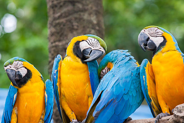Four parrots Four parrots stand together and napping on the tree branch, snapped in Bangkok, Thailand sleeping parrot stock pictures, royalty-free photos & images