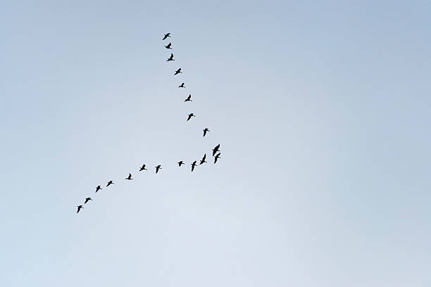 istock Wild geese flying in the sky 462812985