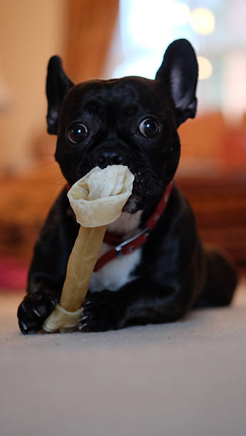 istock Guilty Looking French Bulldog 462813009