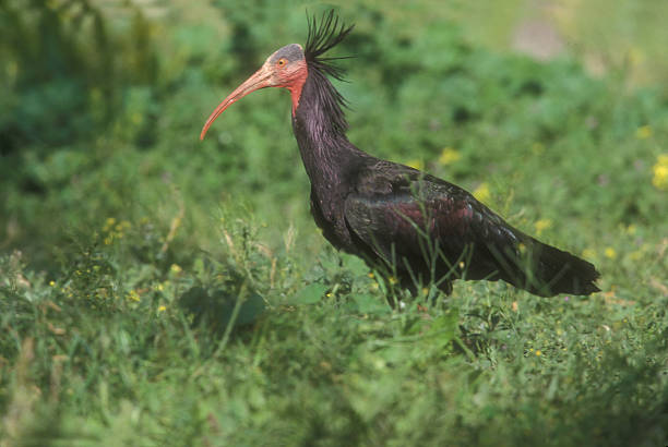 istock Northern bald ibis or woodrapp, Geronticus eremita 462814145