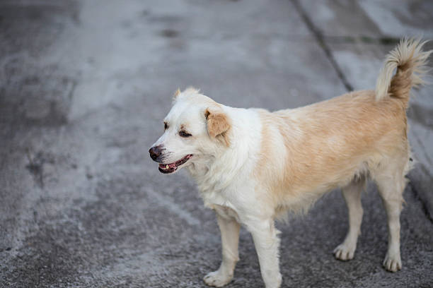 istock dog  on the road 462816179