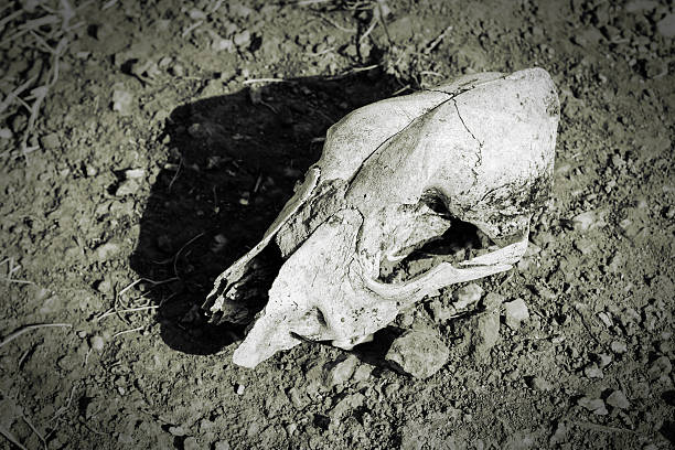 Human skull in antique grave