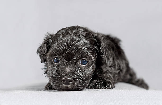 istock New born Bichon Havanese puppy 462831371