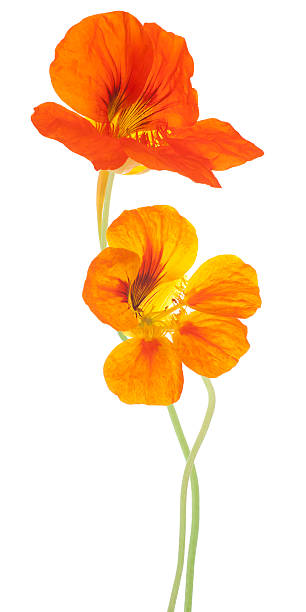 Orange nasturtium flowers standing over a white background Studio Shot of Orange Colored Nasturtium Flowers Isolated on White Background. Large Depth of Field (DOF). Macro. Symbol of Patriotism and Conquest. nasturtium stock pictures, royalty-free photos & images