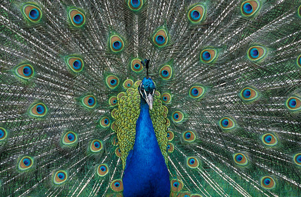 istock Peafowl, Pavo cristatus 462834927